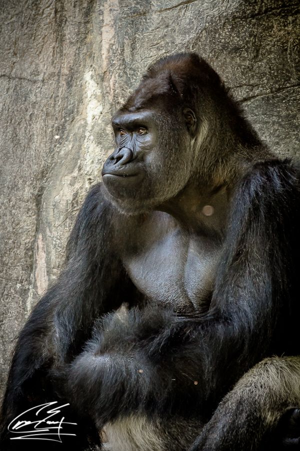 A large silverback gorilla sits pensively against a rocky wall, showcasing its powerful muscular build.