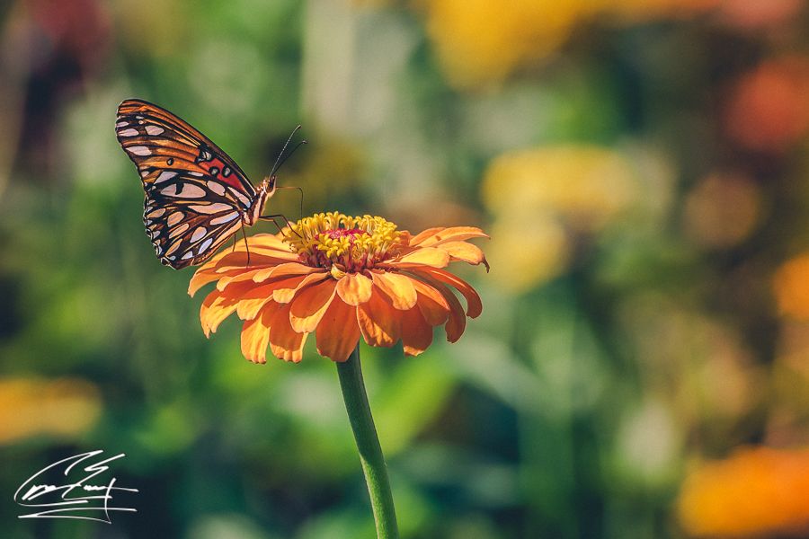 A Monarch butterfly resting on a vibrant orange zinnia flower in a colorful garden.