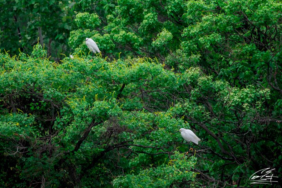 Two white egrets perched among lush green tree branches in a dense forest canopy.