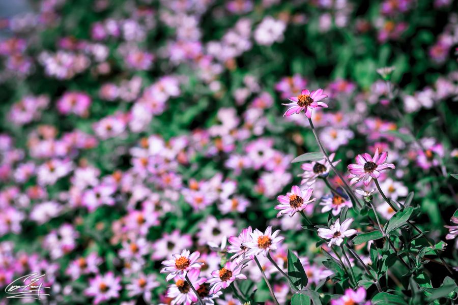 Field of pink daisy flowers with green stems in soft focus.