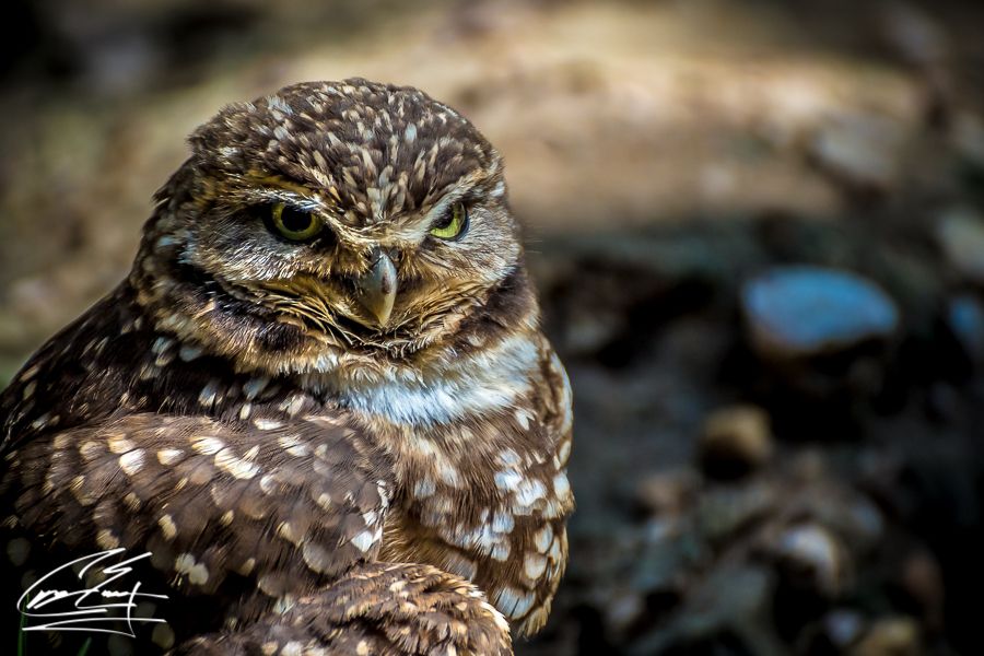A burrowing owl with speckled brown and white feathers giving an intense stare in close-up portrait.