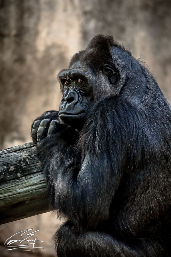 A black gorilla rests its chin on folded hands over a wooden beam, appearing deep in thought.