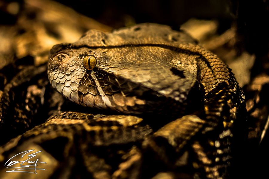 Close-up of a coiled rattlesnake with detailed scales in warm light.