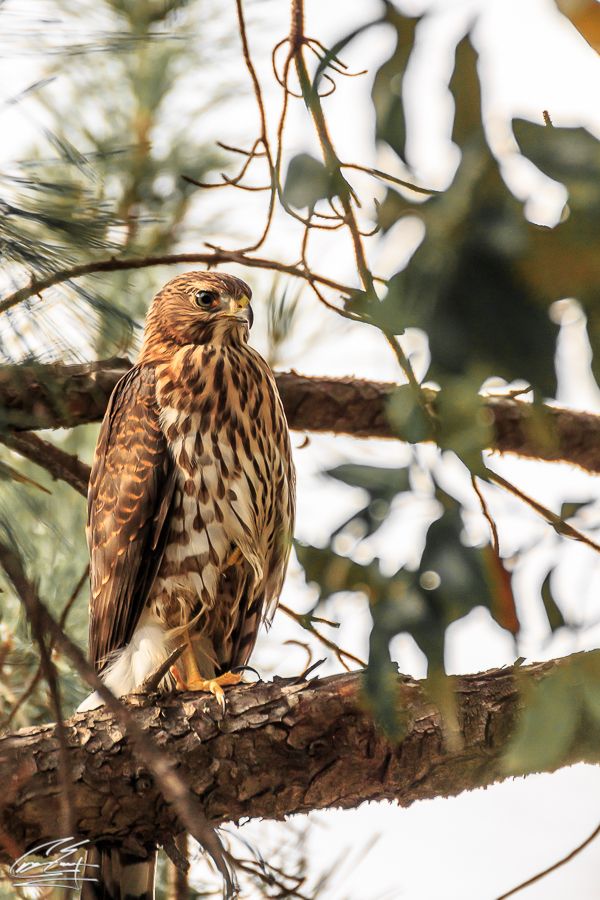 A brown hawk with spotted plumage perched on a pine tree branch in soft sunlight.