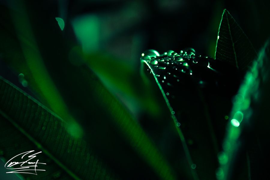 Macro shot of green tropical leaves with glowing water droplets.