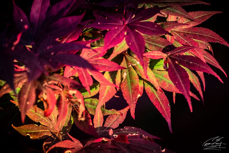Vibrant red and green Japanese maple leaves with water droplets against a dark background.