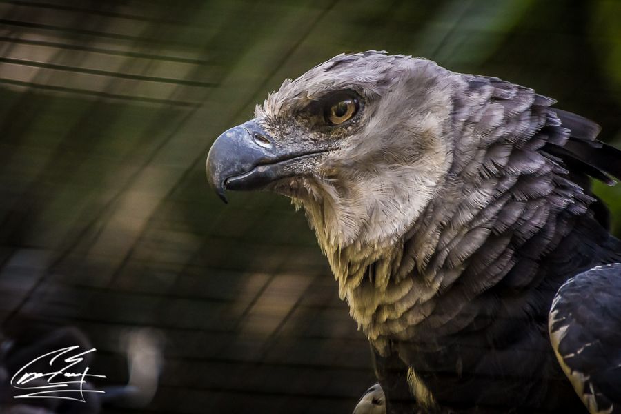 Close-up portrait of a majestic harpy eagle with sharp hooked beak behind enclosure fencing.