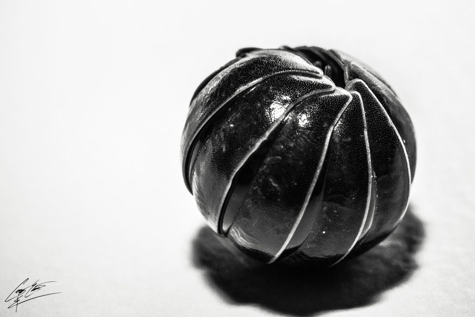 Close-up black and white macro photo of a small dark ridged pumpkin on a light background.