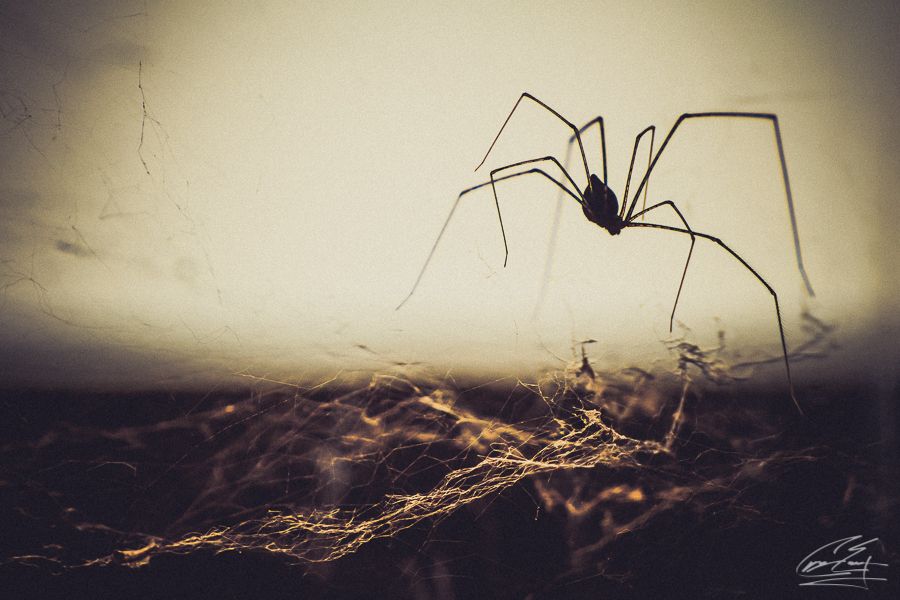 Dramatic silhouette of long-legged spider on web against warm golden bokeh background.