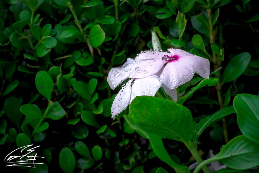 Delicate white and pink flower with water droplets resting among dark green leafy shrubs.