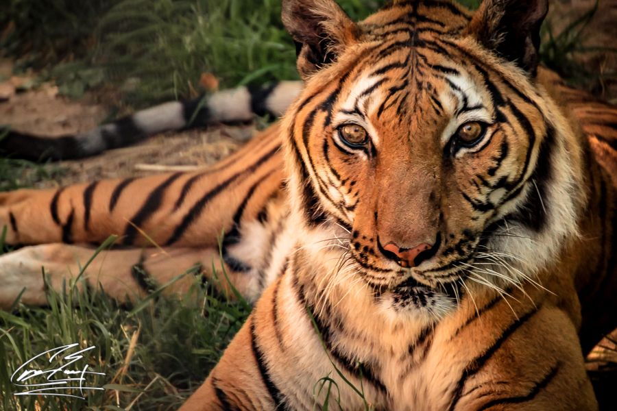 A stunning Bengal tiger in close-up portrait showing vivid orange coat and bold black stripes.