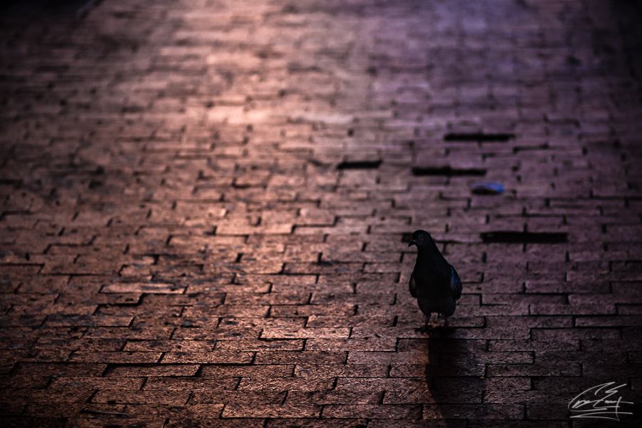 Lone pigeon standing on wet cobblestone street bathed in warm golden light at night.