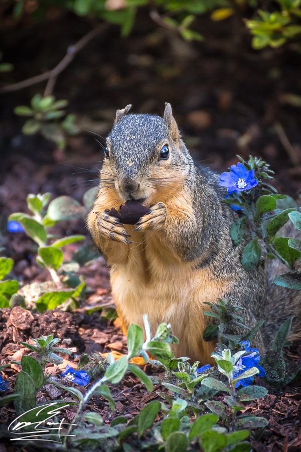 A ground squirrel eating a small food item surrounded by blue wildflowers in a garden.