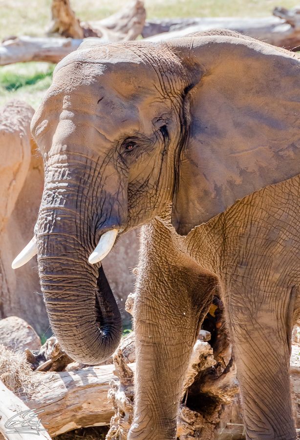 Close-up portrait of an African elephant with tusks standing among weathered logs in sunlight.