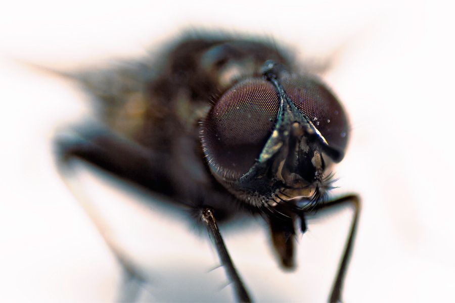 Extreme close-up macro photograph of a housefly showing detailed compound red eyes.