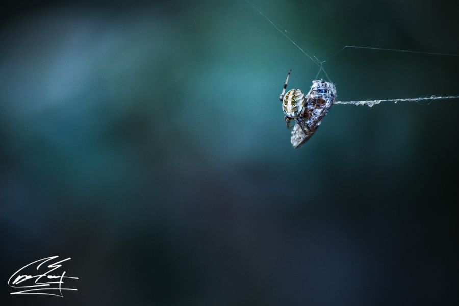 Macro close-up of a spider suspended on its web against a soft teal bokeh background.