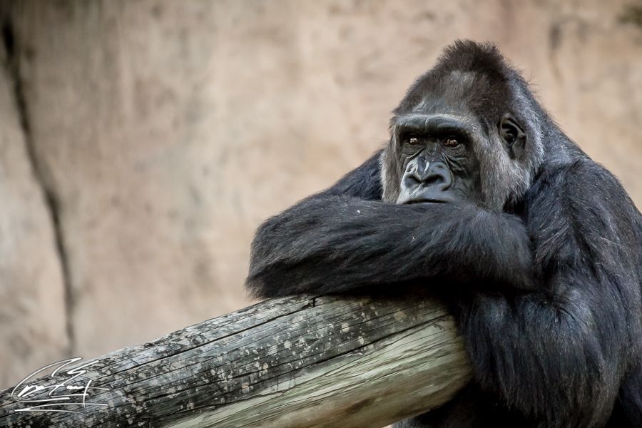 A gorilla rests its arms on a weathered wooden log, staring calmly into the distance.