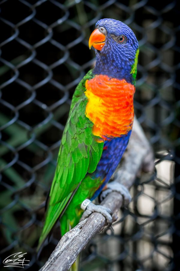 A colorful rainbow lorikeet parrot perched on a branch inside a wire cage.