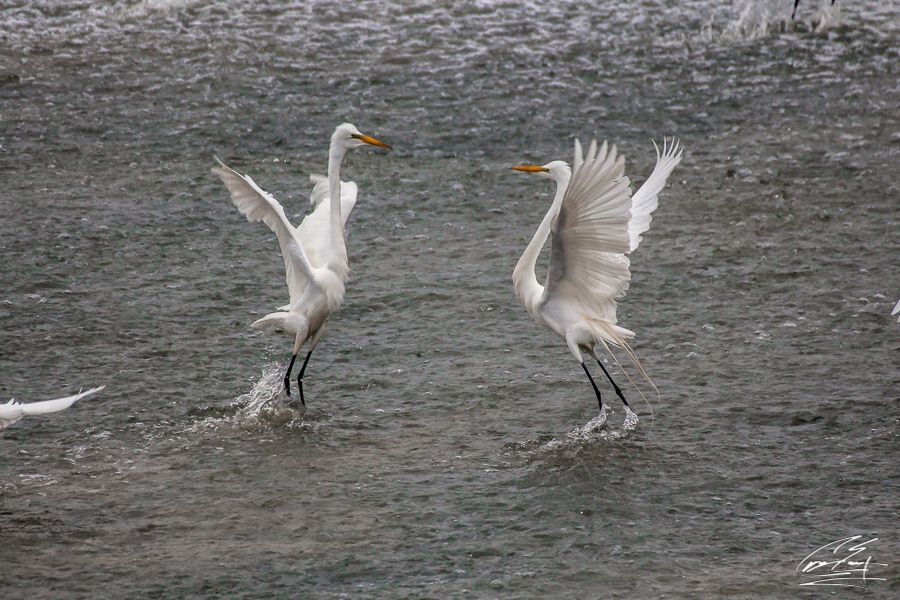 Two great egrets spread their wings while wading in shallow water during a territorial dispute.
