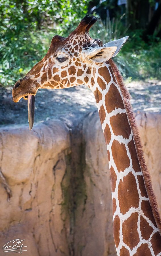 A reticulated giraffe with its tongue out showing distinctive brown and white patterned coat at a zoo.