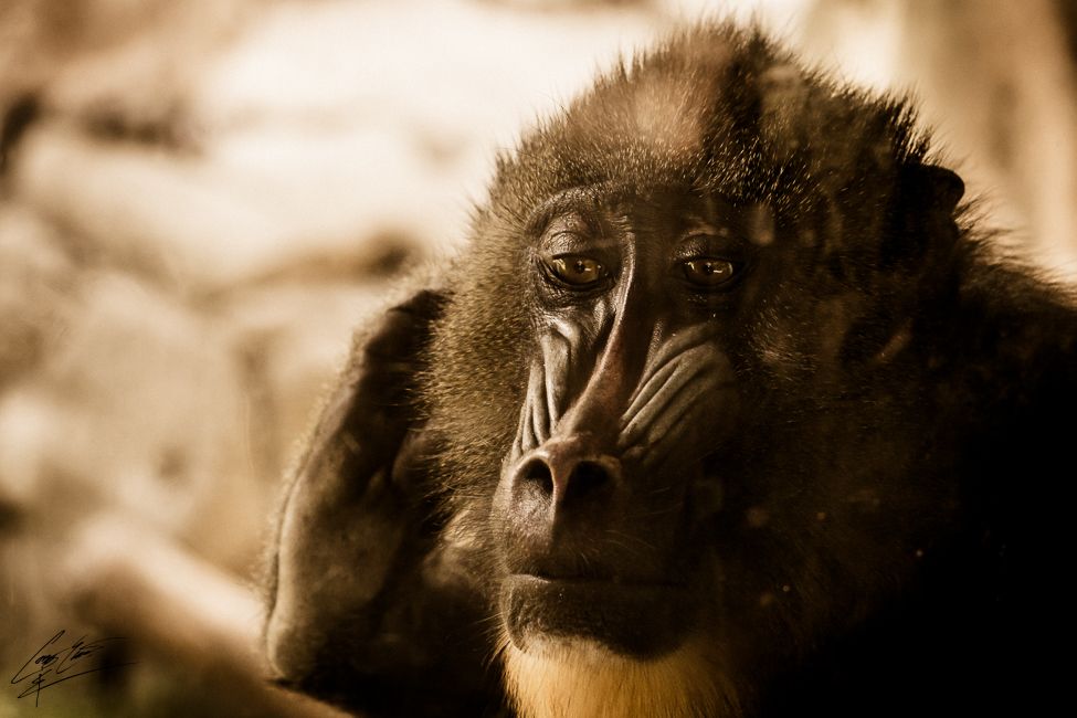 Close-up sepia portrait of a mandrill monkey with a thoughtful expression and detailed facial features.