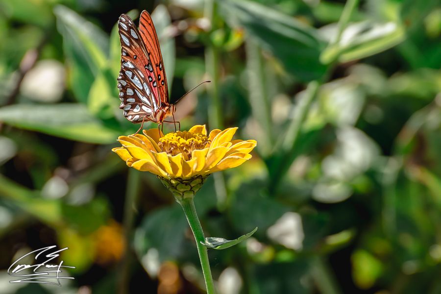A Gulf Fritillary butterfly perched on a vibrant yellow zinnia flower in a lush green garden.