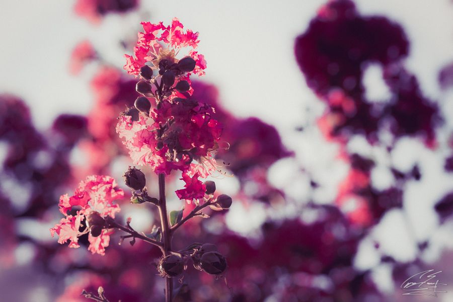 Close-up of vibrant pink crepe myrtle blossoms against a bright blurred background.