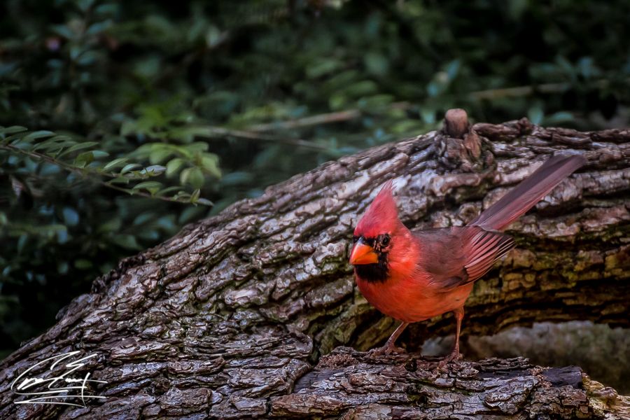 A brilliant red male northern cardinal perched on textured tree bark surrounded by green foliage.
