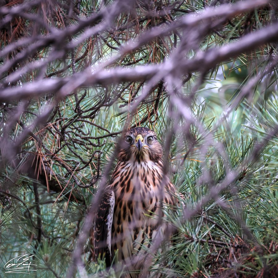 A young hawk hidden among dense pine tree branches looking upward in natural habitat.