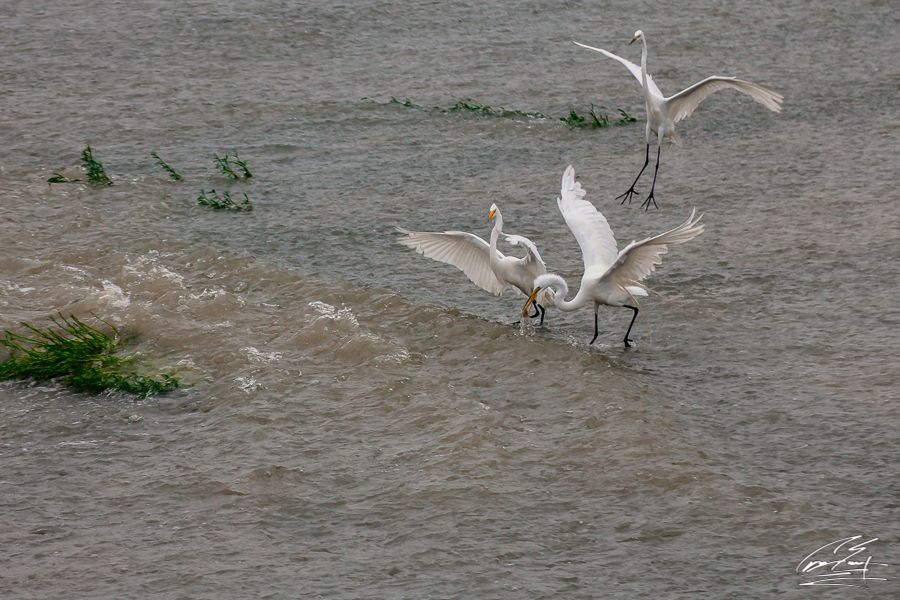 Three white egrets splashing and fighting over fish in turbulent brown floodwaters.