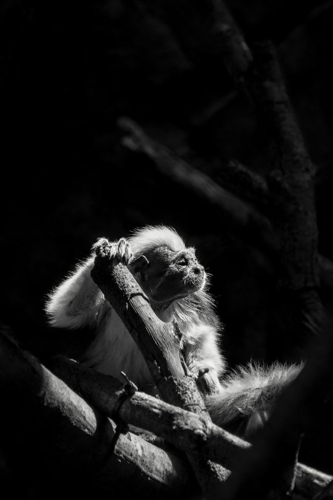 Black and white portrait of a white-faced monkey clinging to branches in dappled sunlight.