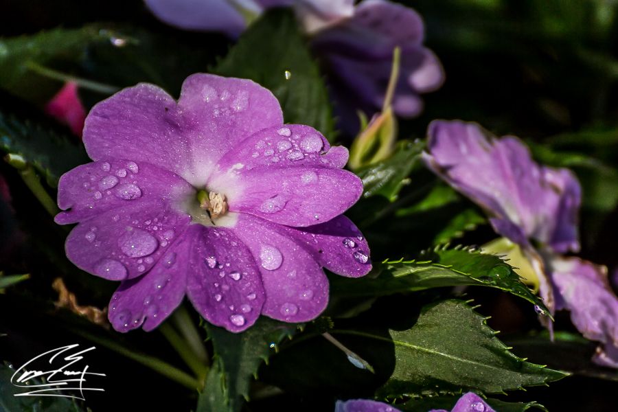 Purple impatiens flower covered in water droplets surrounded by dark green leaves in soft light.