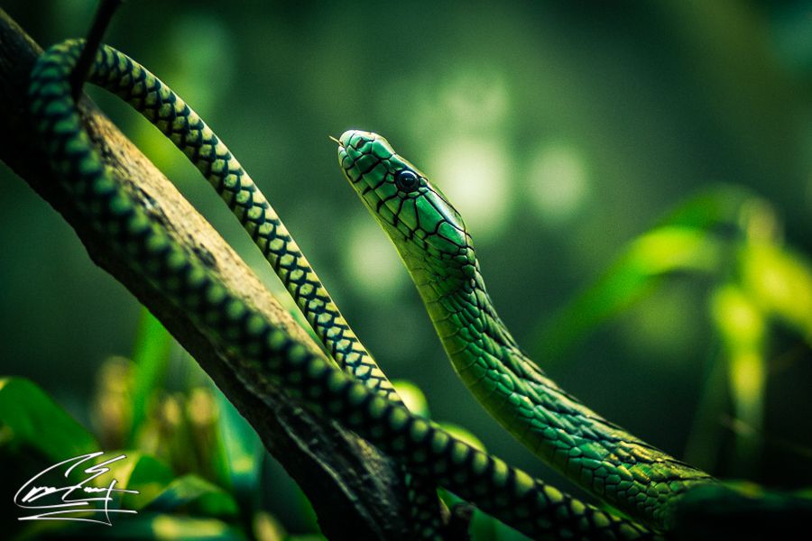 Green tree snake coiled on a branch in a lush jungle setting.