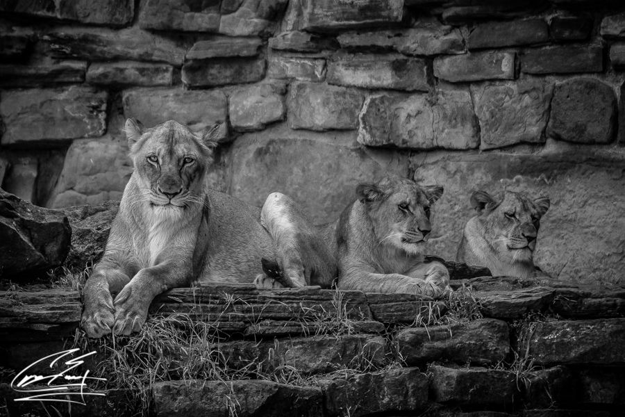 Black and white photo of three young lions resting together against a stone wall backdrop.
