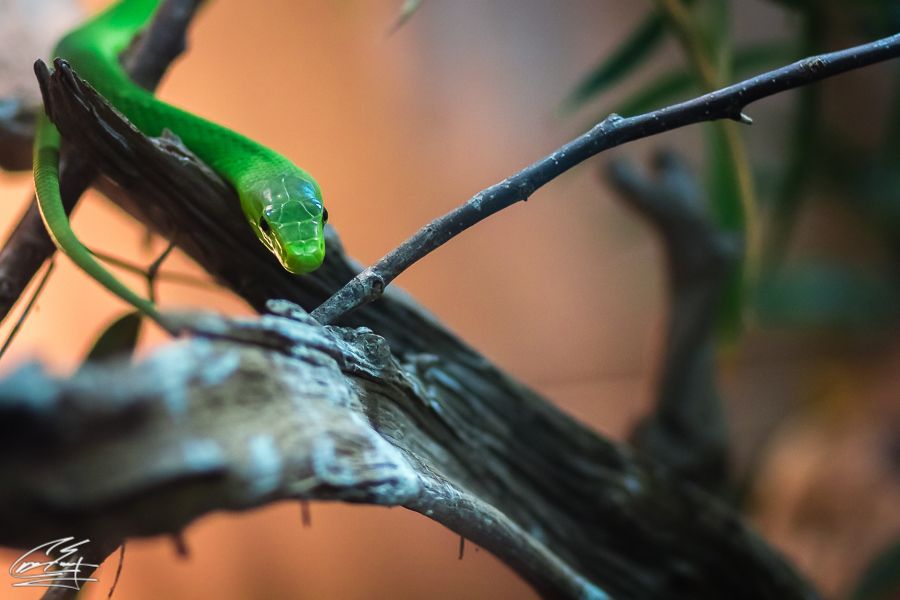 A vibrant green snake coiled on a dark wooden branch against a warm blurred background.