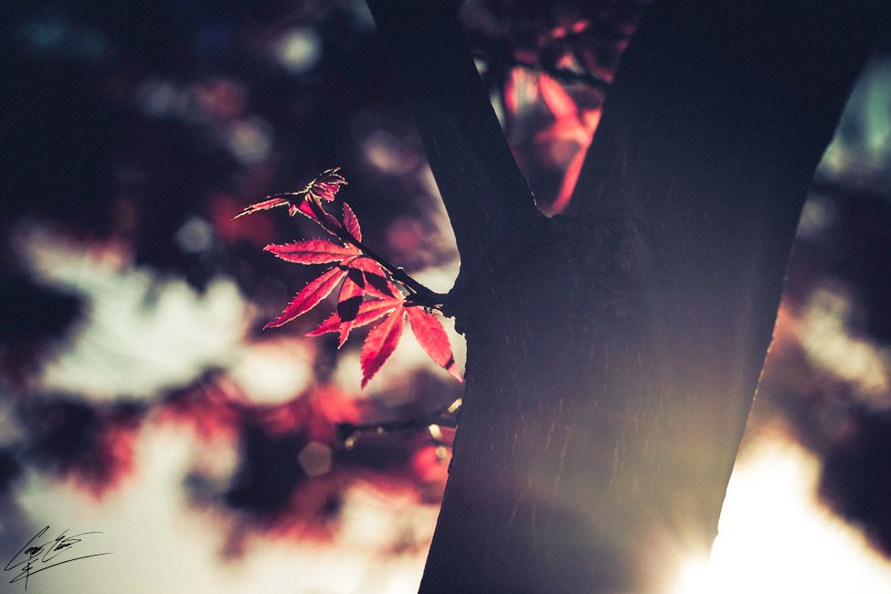 Close-up of vibrant red Japanese maple leaves backlit by sunlight against a dark trunk.