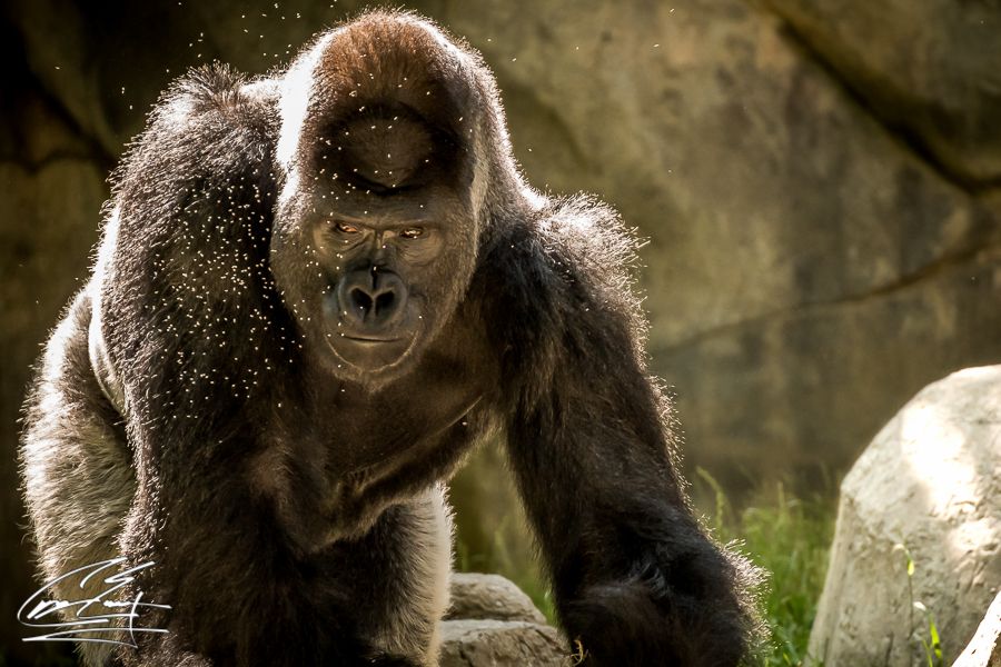 A massive silverback gorilla walks forward in sunlight, with water droplets visible in the air around it.