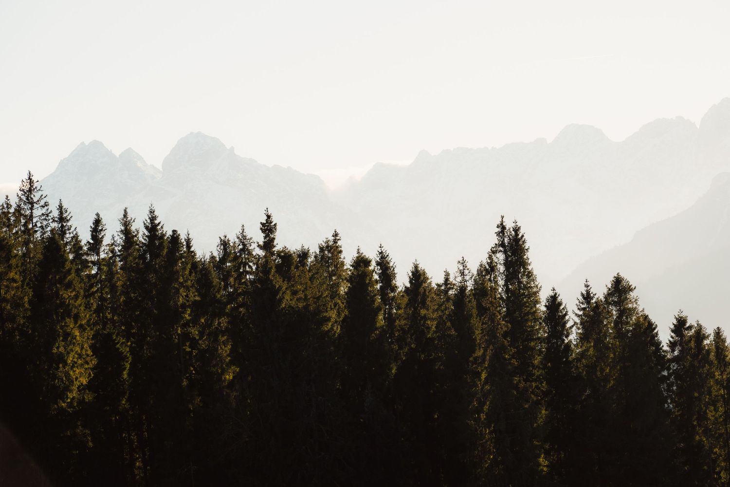 Silhouetted pine forest with layered misty mountain ridges fading into a pale hazy sky.