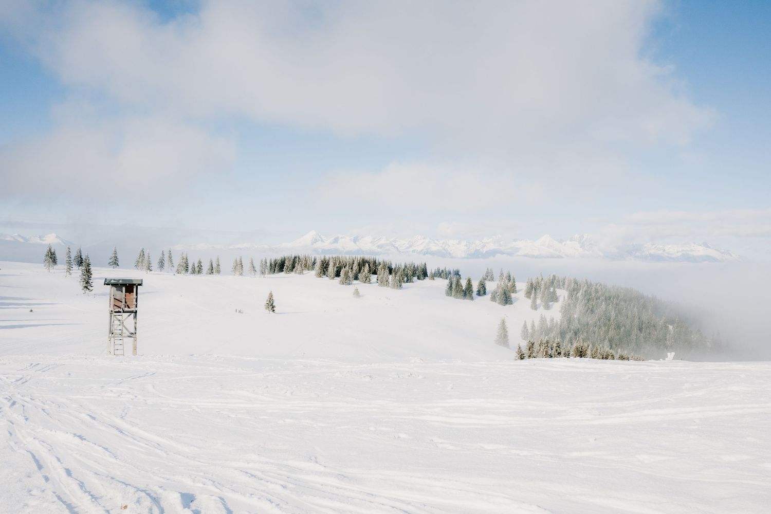 Expansive groomed ski slope with a lone marker sign and snow-dusted pine trees under a cloudy winter sky.