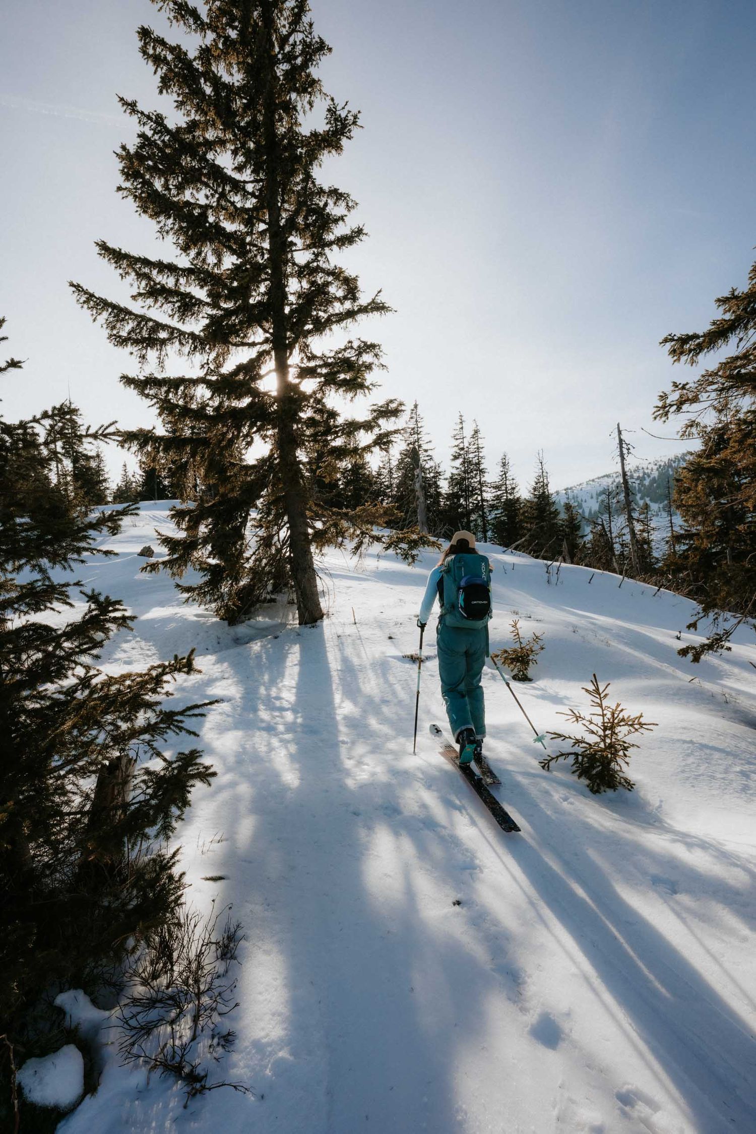 Female backcountry skier in teal outfit skiing through sun-drenched snowy pine forest trail.
