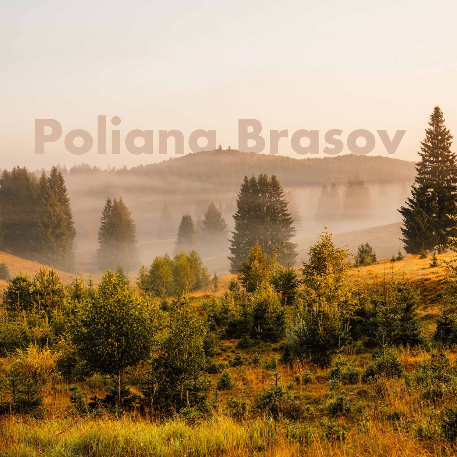 Golden misty morning landscape of Poliana Brasov with evergreen trees and fog.