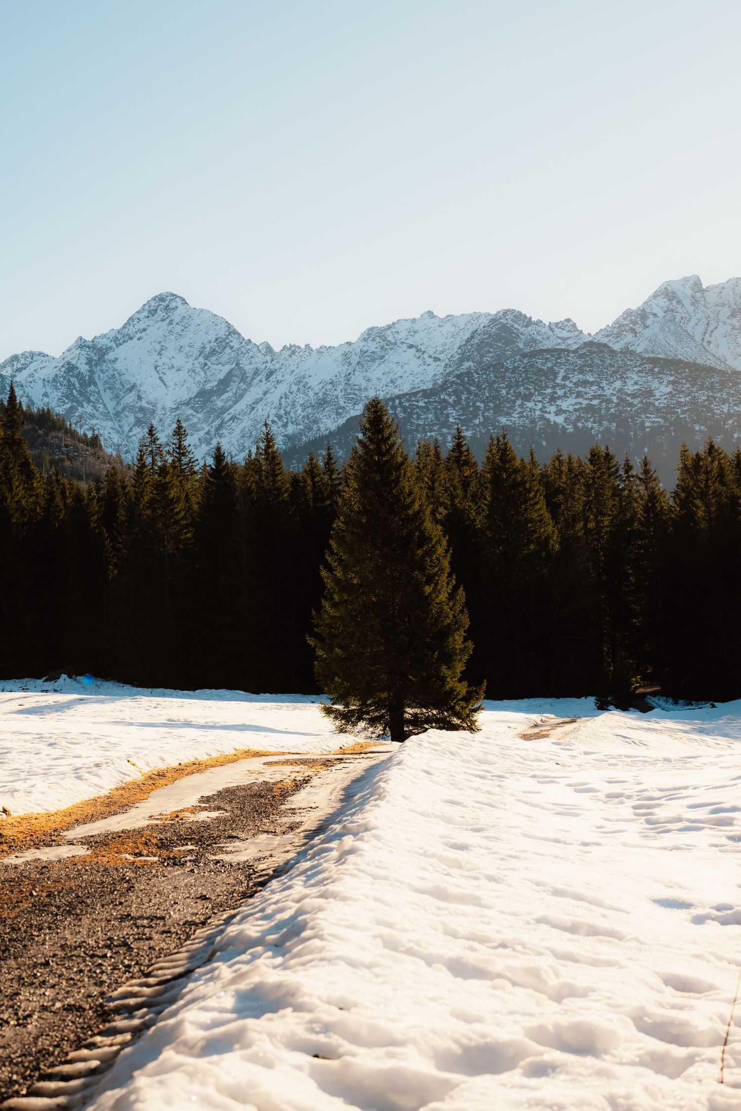 Snowy path leading to a dense pine forest with dramatic snow-capped mountain peaks beyond.