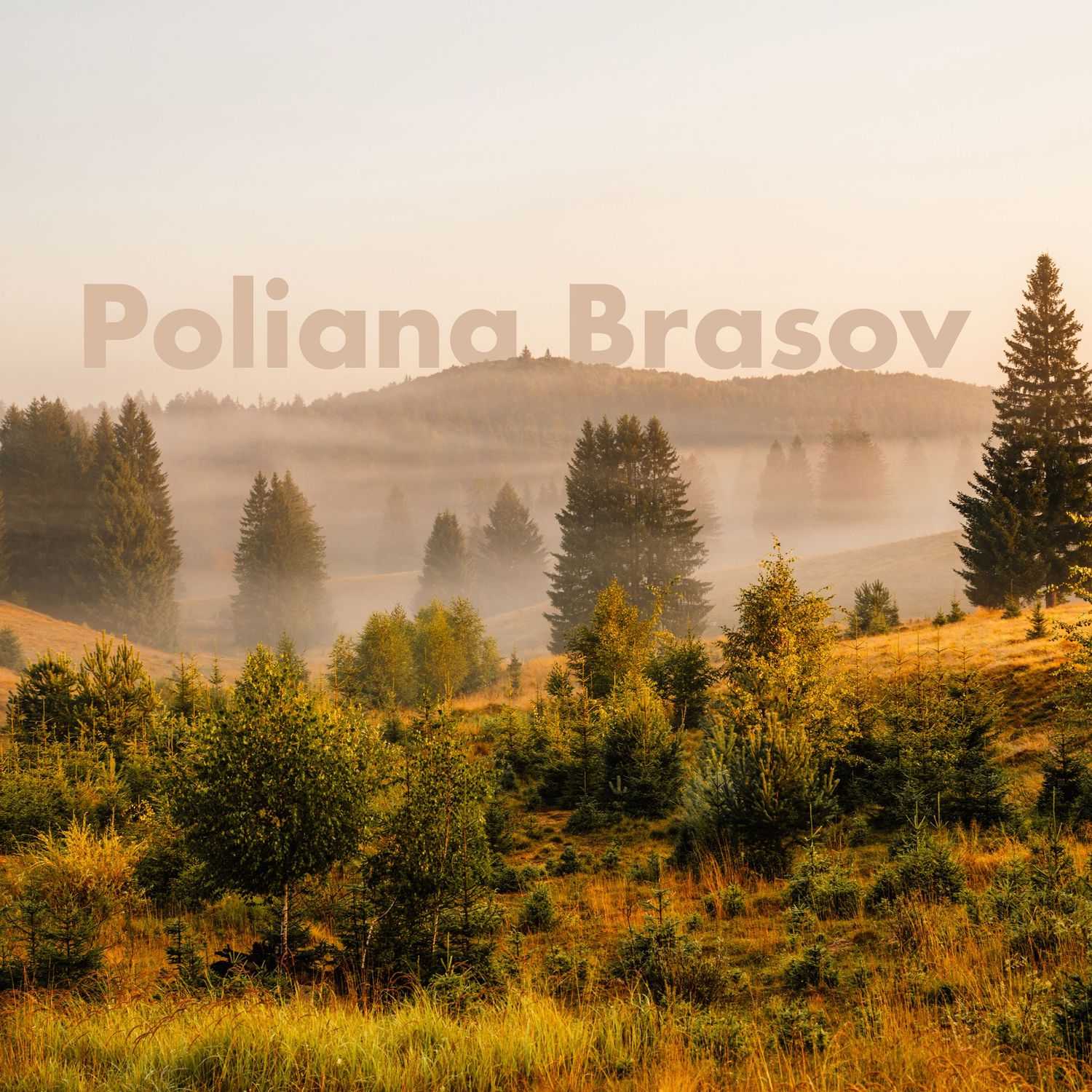 Misty morning landscape of Poliana Brasov with pine trees and rolling hills.