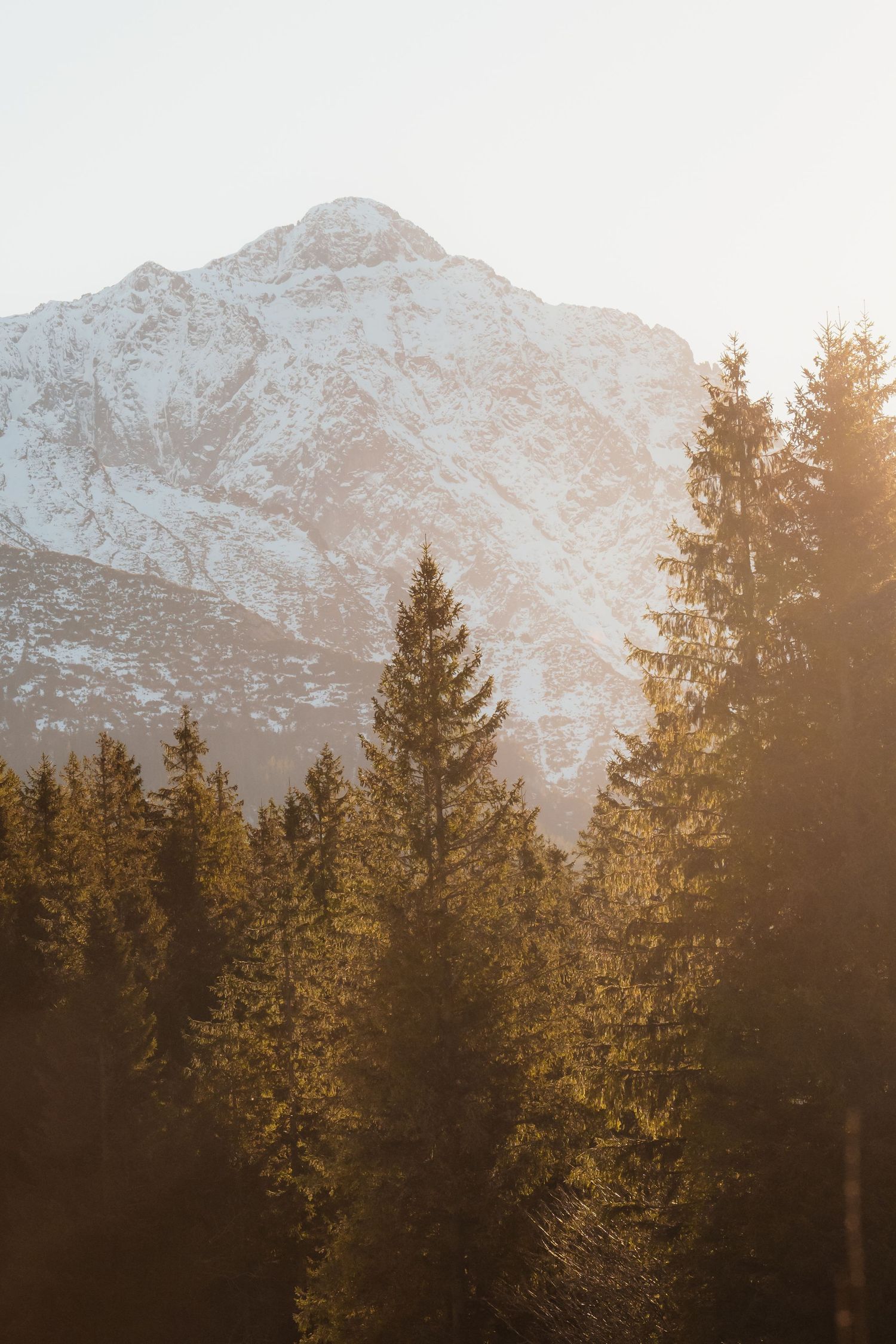 Golden sunlight illuminating tall evergreen trees with a snow-covered mountain peak behind.