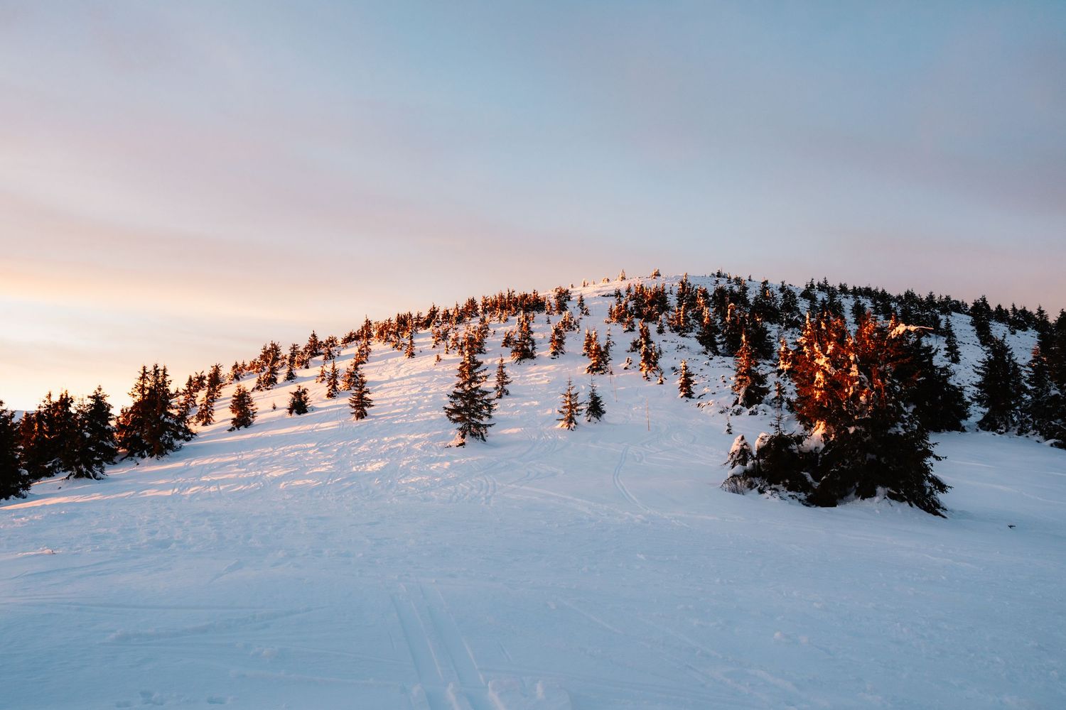 Snow-covered mountain hill dotted with evergreen trees glowing in warm sunset light.