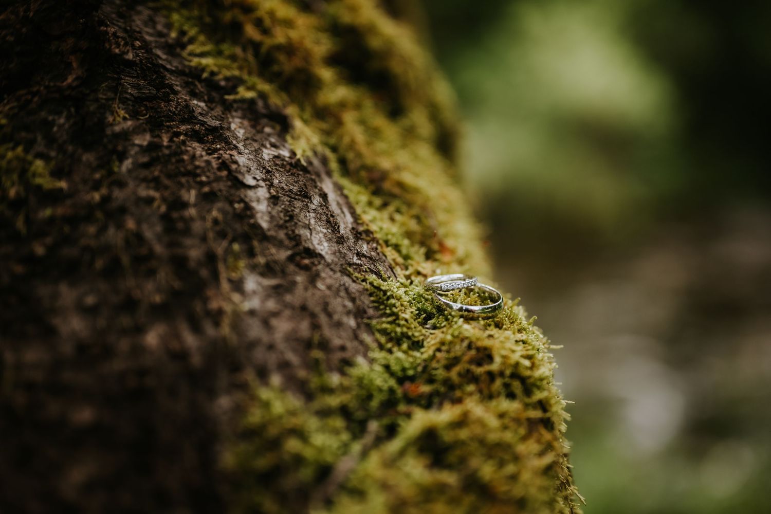 Silver wedding rings resting on moss-covered tree bark in a lush forest setting.