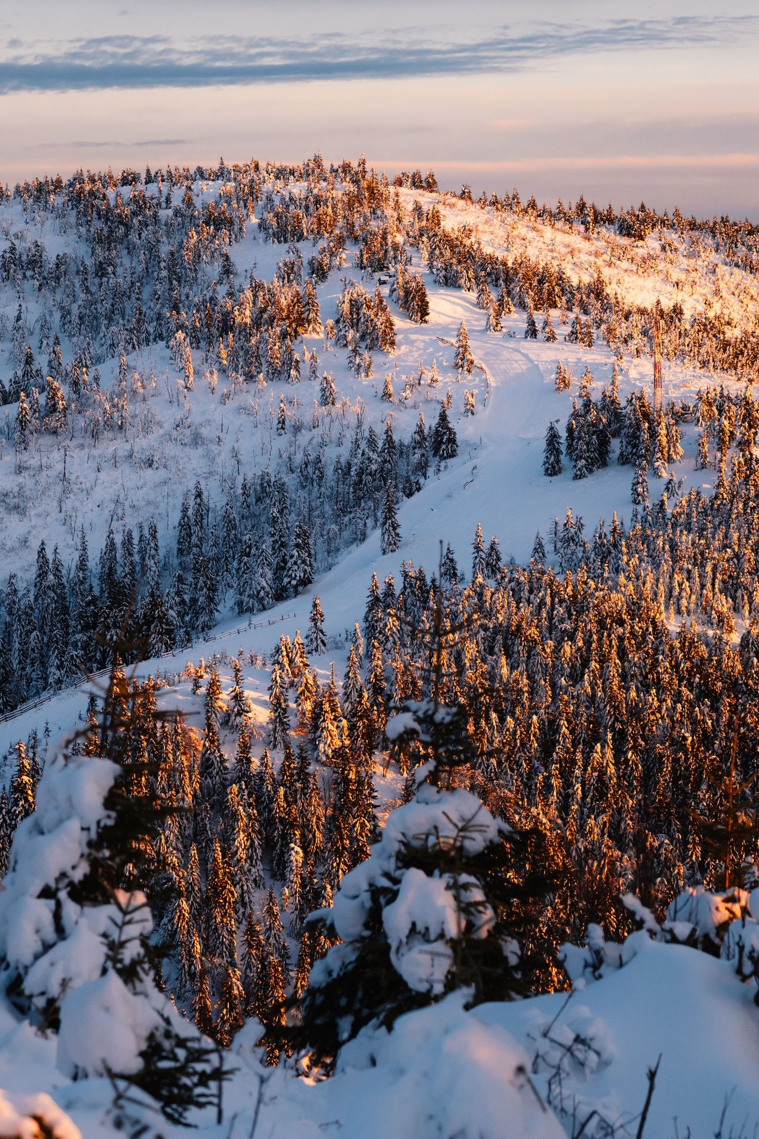 Snow-covered mountain slope with pine trees illuminated by warm golden sunset light in winter.