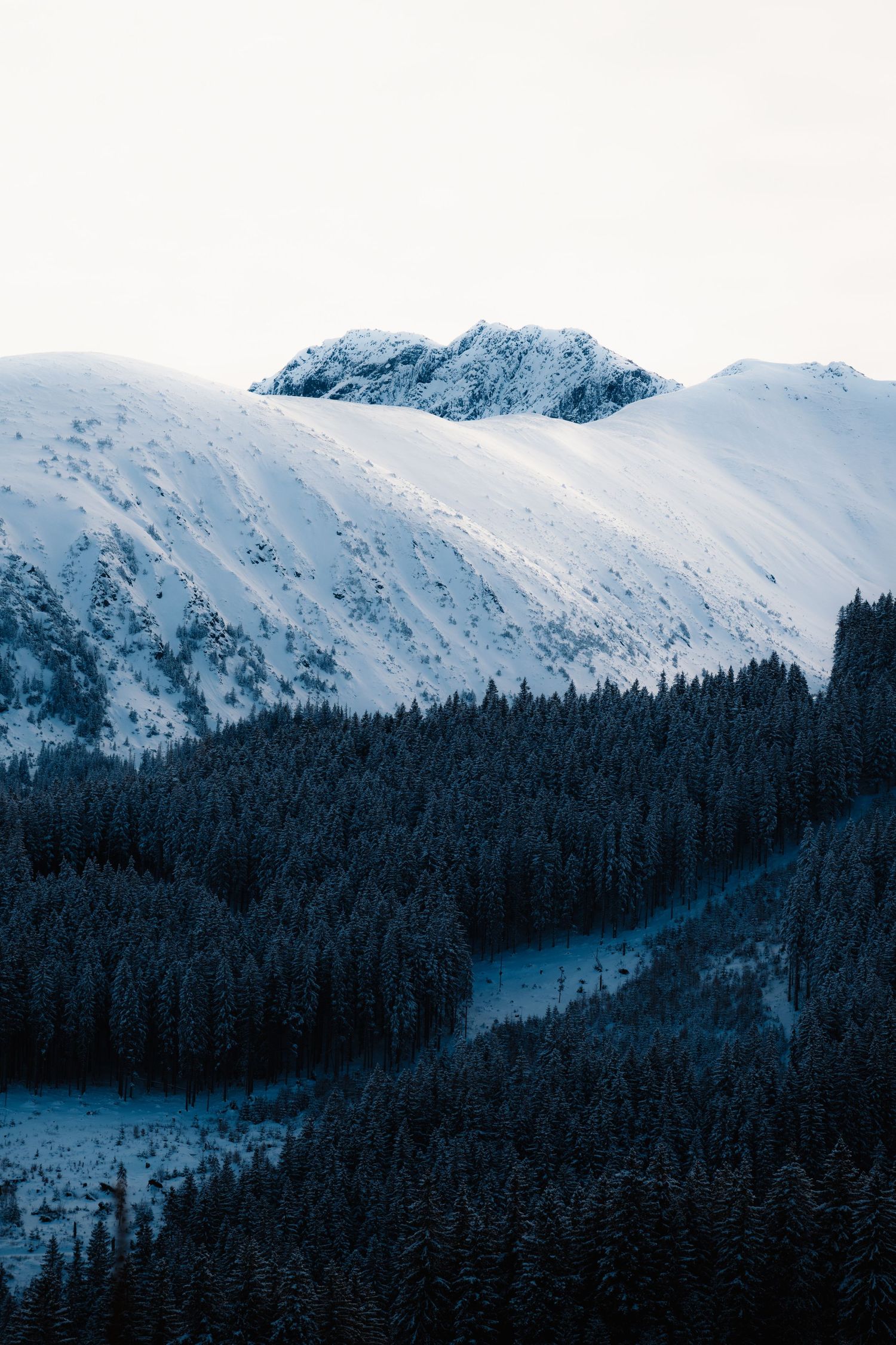 Snow-covered mountain peak rising above a dense evergreen forest on a quiet winter day.