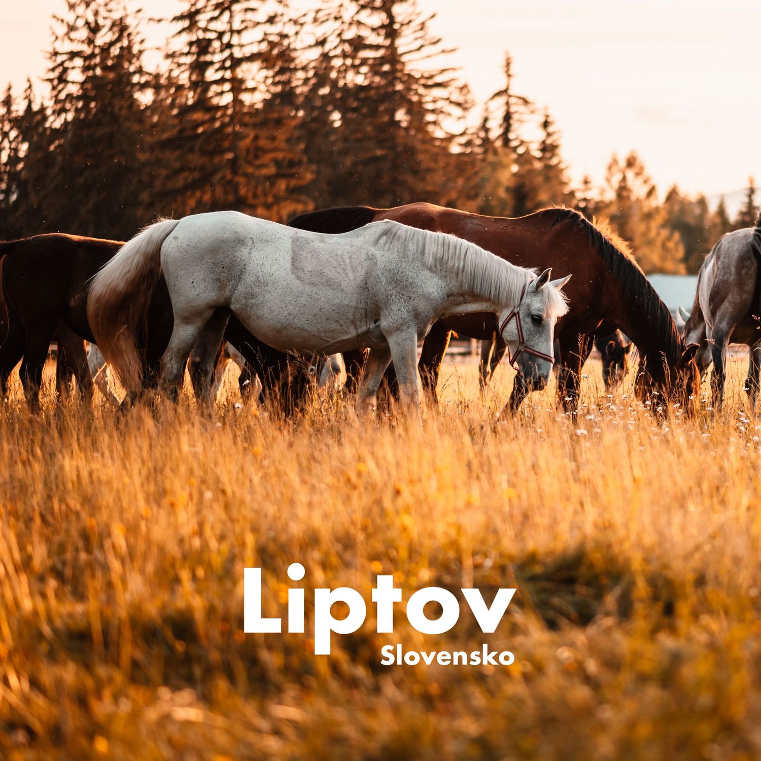 Herd of horses grazing in golden meadow grass at sunset in the Liptov region of Slovakia.