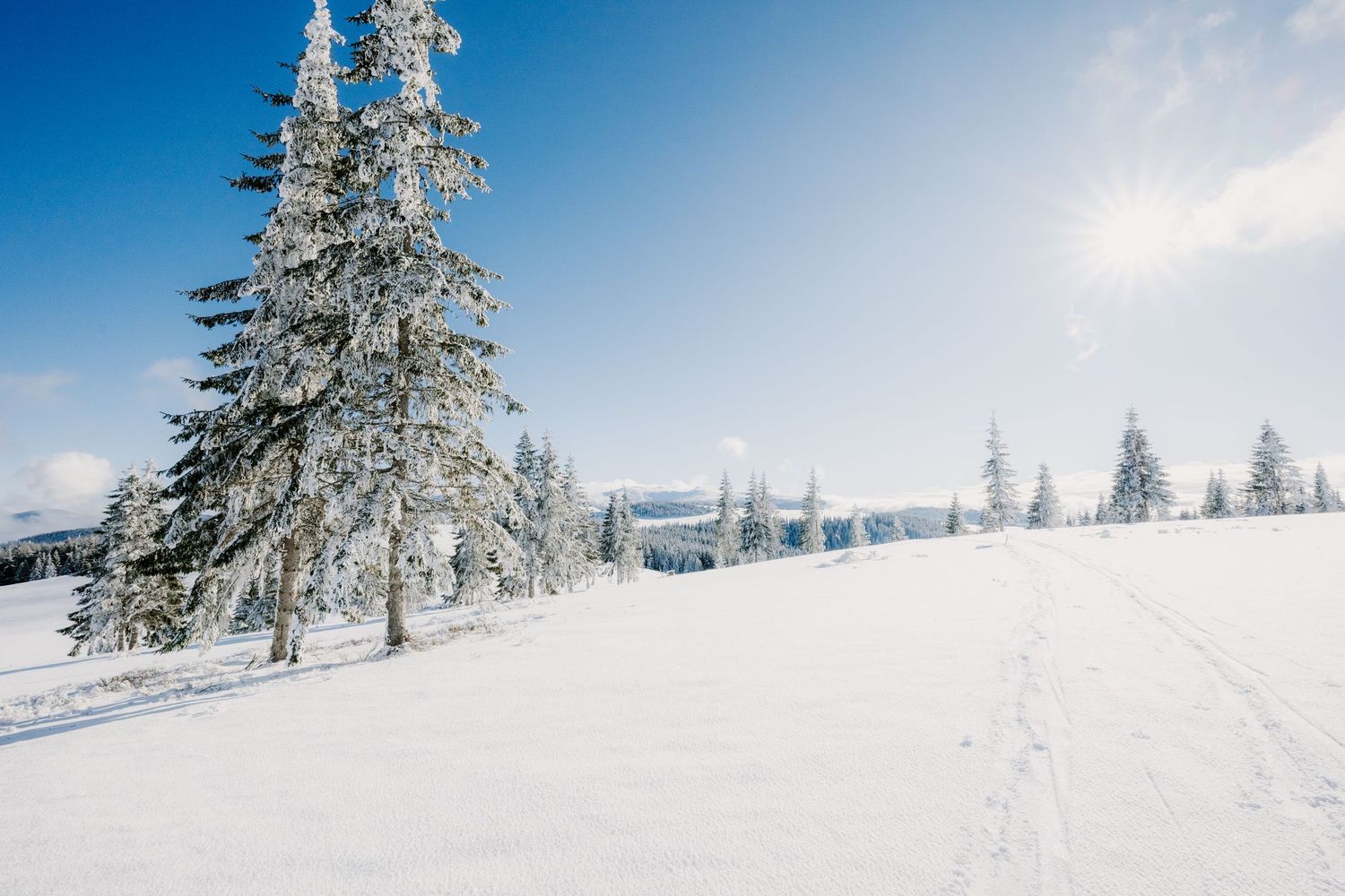 Sunny winter landscape with snow-covered fir trees and fresh footprints on a pristine white slope.